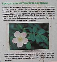 Des plantes nommees 'Lugdumensis' (1).jpg
